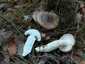 Barnanyálkás csigagomba (Hygrophorus latitabundus), Balaton-felvidék